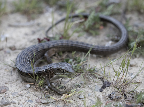 iNaturalist observation photo of Southern Alligator Lizard