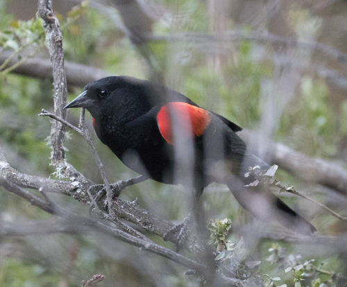 iNaturalist observation photo of Red-winged Blackbird