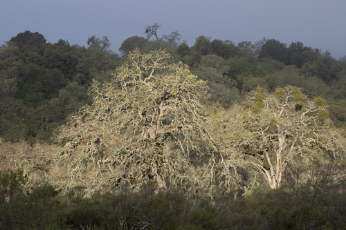 iNaturalist observation photo of oaks