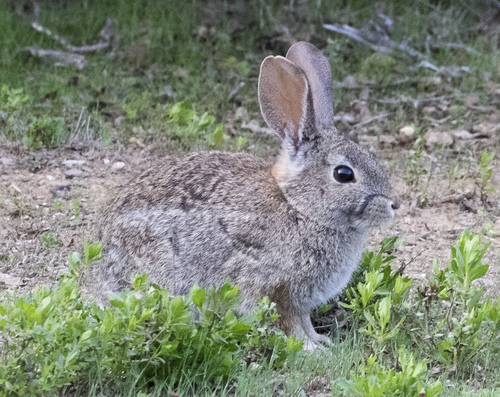 iNaturalist observation photo of Brush Rabbit