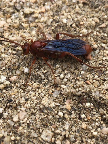 iNaturalist observation photo of Ichneumonid Wasps