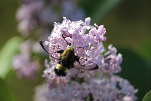 iNaturalist observation photo of Rocky Mountain Clearwing