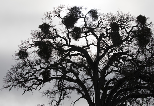 iNaturalist observation photo of oaks