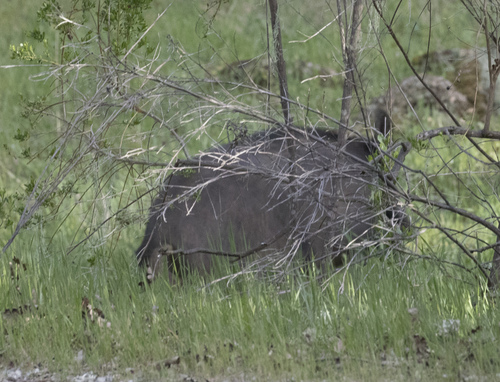 iNaturalist observation photo of Wild Boar