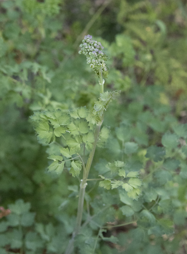 iNaturalist observation photo of Fendler's Meadow-rue