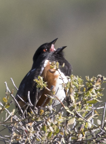 iNaturalist observation photo of Spotted Towhee