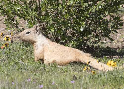 iNaturalist observation photo of California Ground Squirrel