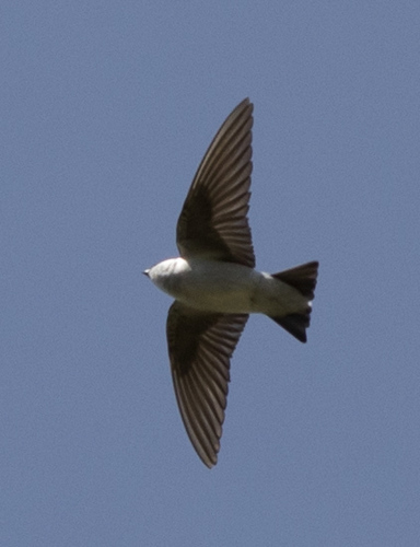 iNaturalist observation photo of Northern Rough-winged Swallow