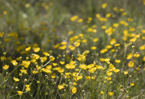 iNaturalist observation photo of buttercups
