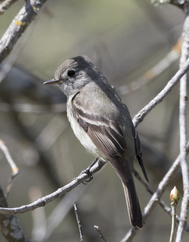 iNaturalist observation photo of Hammond's Flycatcher