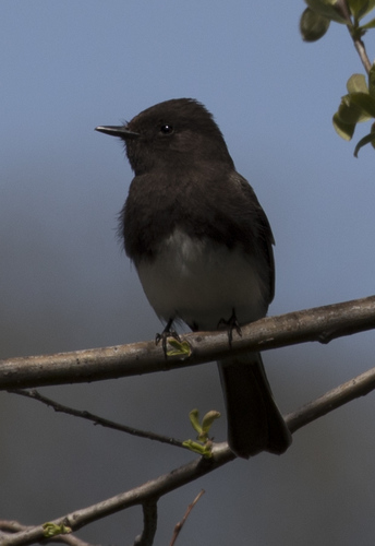 iNaturalist observation photo of Black Phoebe