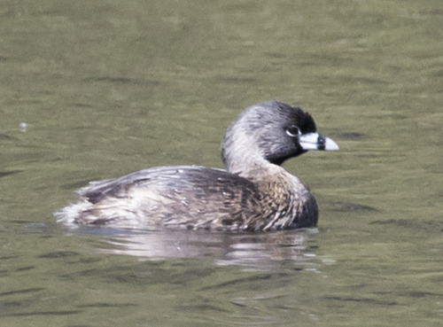 iNaturalist observation photo of Pied-billed Grebe