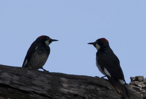 iNaturalist observation photo of Acorn Woodpecker