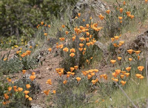 iNaturalist observation photo of California poppy