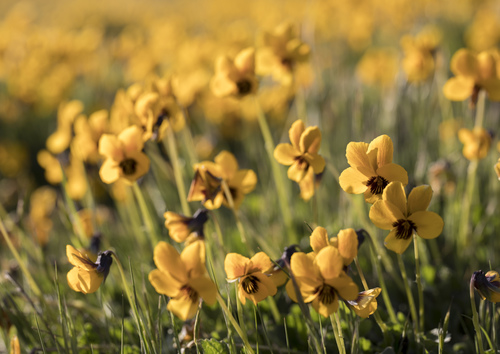 iNaturalist observation photo of California Golden Violet