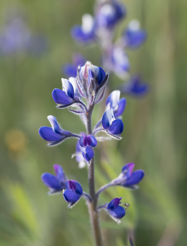 iNaturalist observation photo of Miniature Lupine