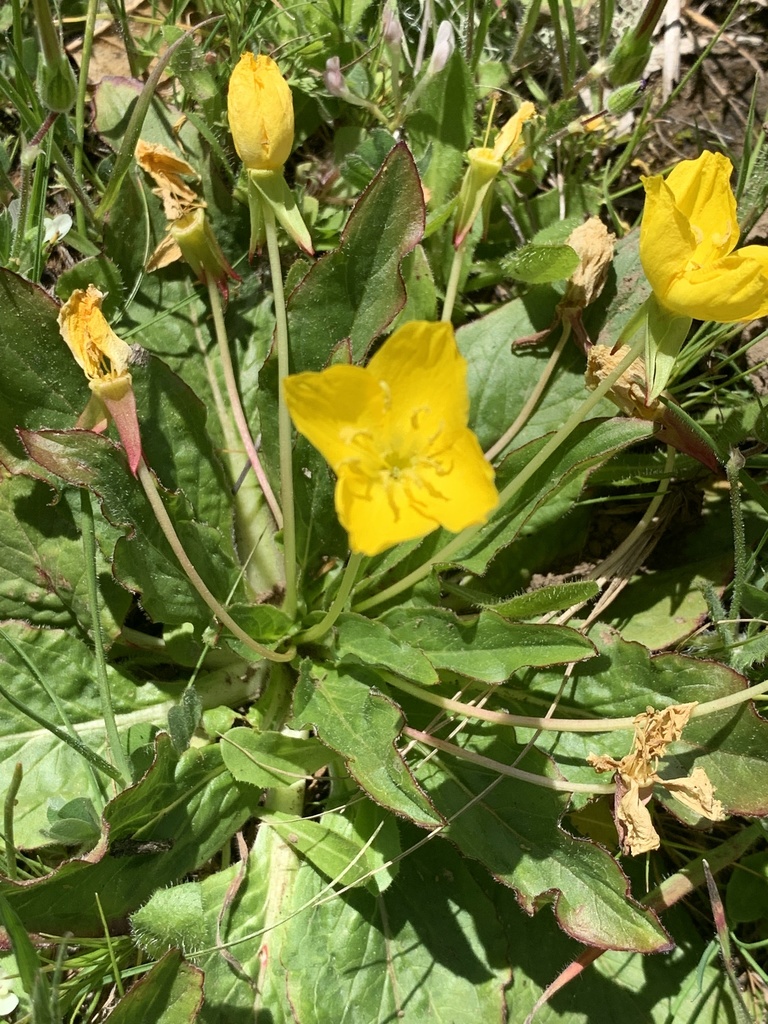 Sun Cup from Crane Creek Regional Park, Santa Rosa, CA, US on March 31 ...