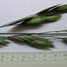 Bromus willdenowii - Photo (c) cabbagetree, all rights reserved