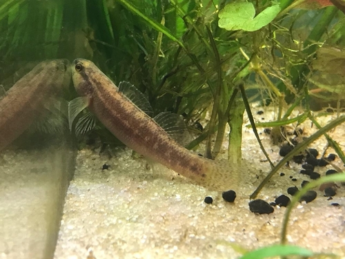 Goldstripe Darter
