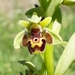Ophrys umbilicata attica - Photo (c) Maria Chioti, όλα τα δικαιώματα διατηρούνται, uploaded by Maria Chioti
