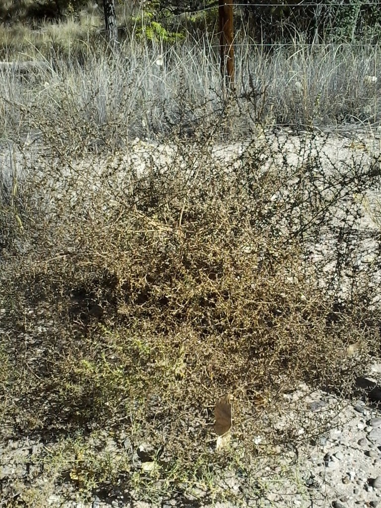 Tumbleweed, - Russian Thistle - DesertUSA
