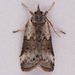 Grey Midget Moth - Photo (c) Gary McDonald, all rights reserved