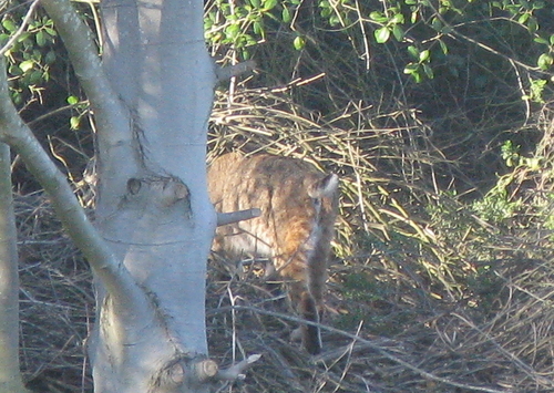 iNaturalist observation photo of Bobcat