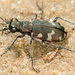 Northern Dune Tiger Beetle - Photo (c) gernotkunz, all rights reserved, uploaded by gernotkunz