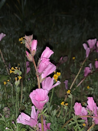 iNaturalist observation photo of checkerbloom