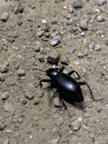 iNaturalist observation photo of Eleodes
