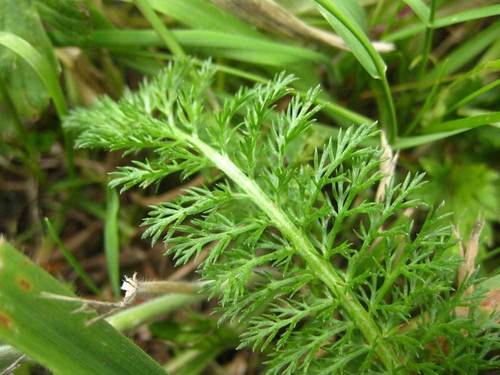 Paprastoji kraujažolė nuotrauka