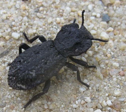 iNaturalist observation photo of Diabolical Ironclad Beetle