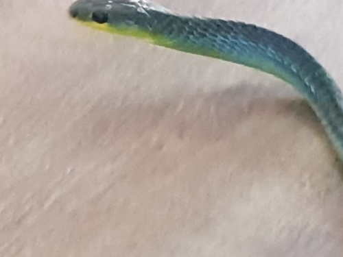 Common Tree Snake sighting