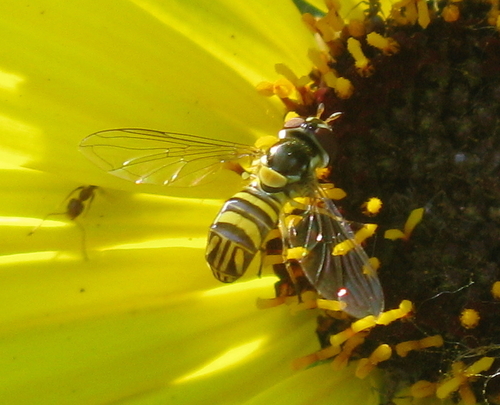 iNaturalist observation photo of Oblique Streaktail
