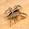 Pantropical Jumping Spider - Photo (c) Colin Purrington, all rights reserved, uploaded by Colin Purrington