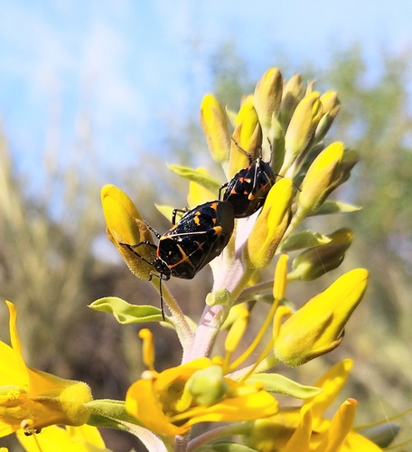 iNaturalist observation photo of Harlequin Bug