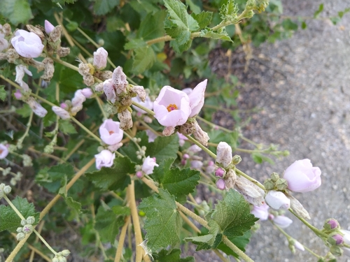 iNaturalist observation photo of southern coastal bushmallow