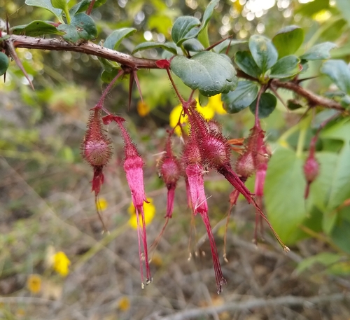 iNaturalist observation photo of Fuchsiaflower Gooseberry