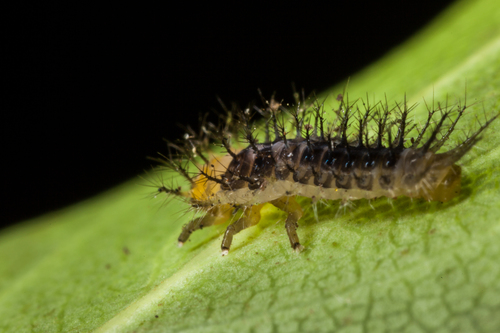 Steelblue Lady Beetle