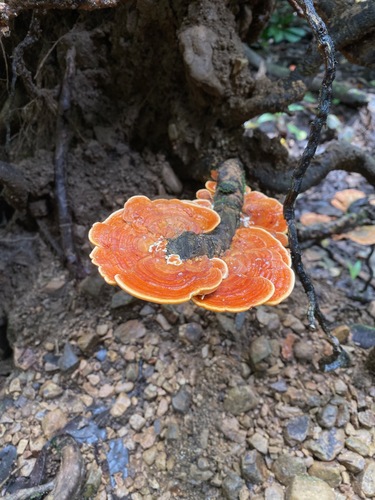 Rigidoporus microporus