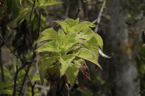 Scalesia affinis image