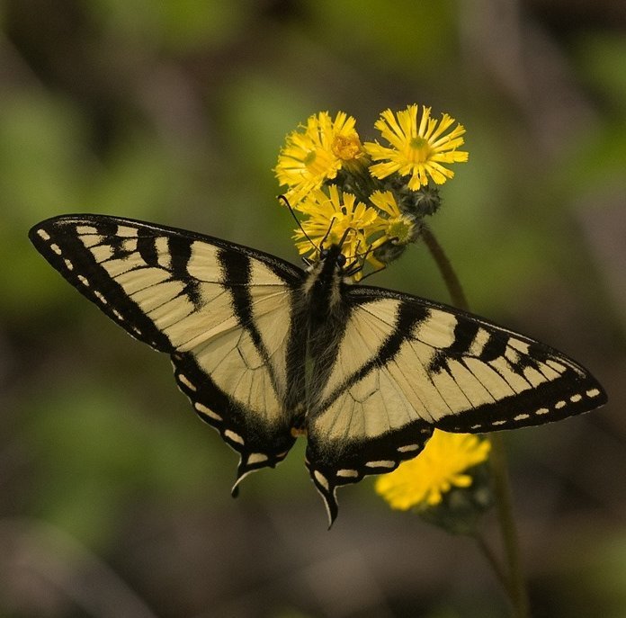 Papilio canadensis from Algonquin Park, Ontario on 2009년 06월 17일 (수) by Tig · iNaturalist Papilio canadensis