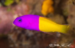 Dusky Dottyback