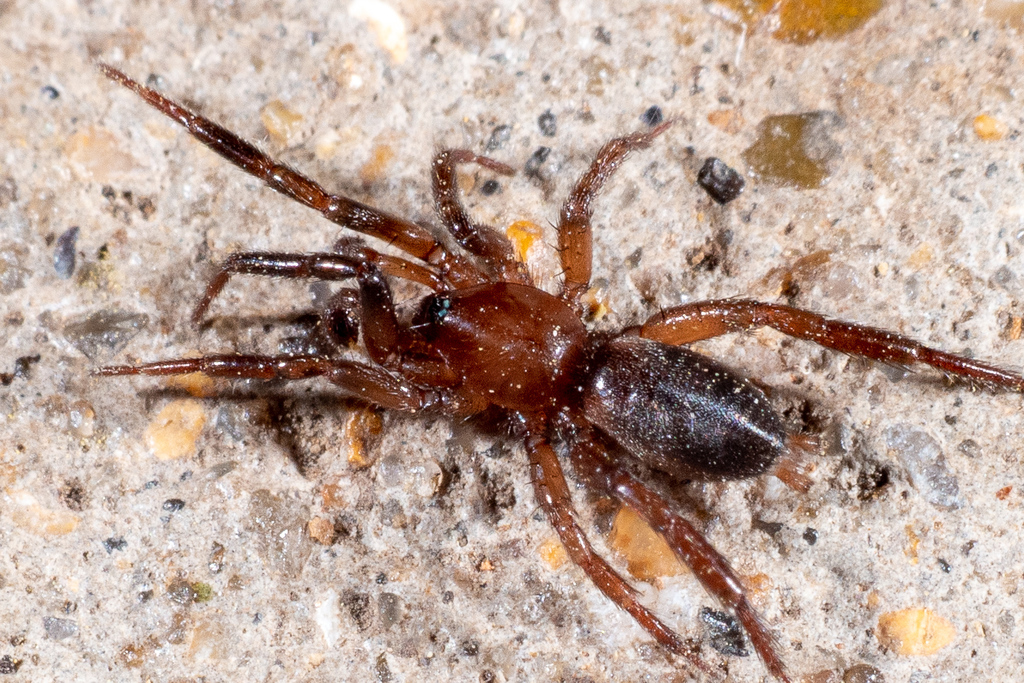 Ground Spiders from 3601 Martin Luther King Jr Blvd, Dallas, TX 75210 ...