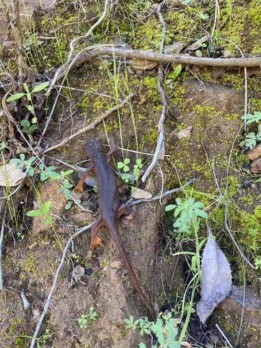 iNaturalist observation photo of Sierra Newt
