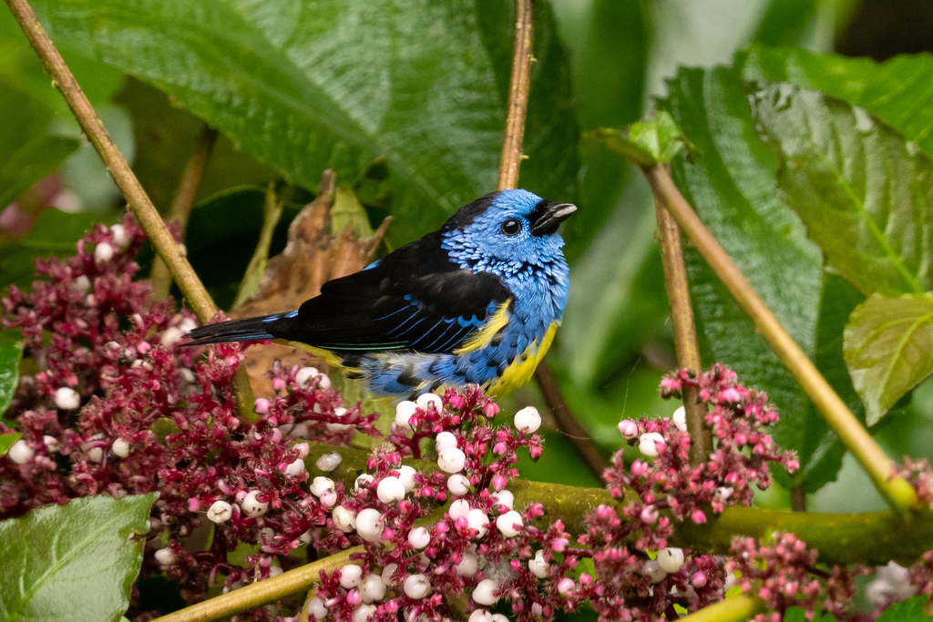 Turquoise Tanager (Tangara mexicana) photo