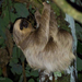 Linnaeus's Two-toed Sloth - Photo (c) Jessica dos Anjos, all rights reserved, uploaded by Jessica dos Anjos