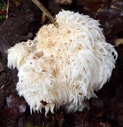 Lion's Mane