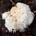 Hericium erinaceus - Photo (c) Adam, all rights reserved, uploaded by Adam