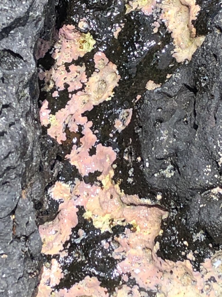 Porolithon onkodes (Porolithon onkodes)